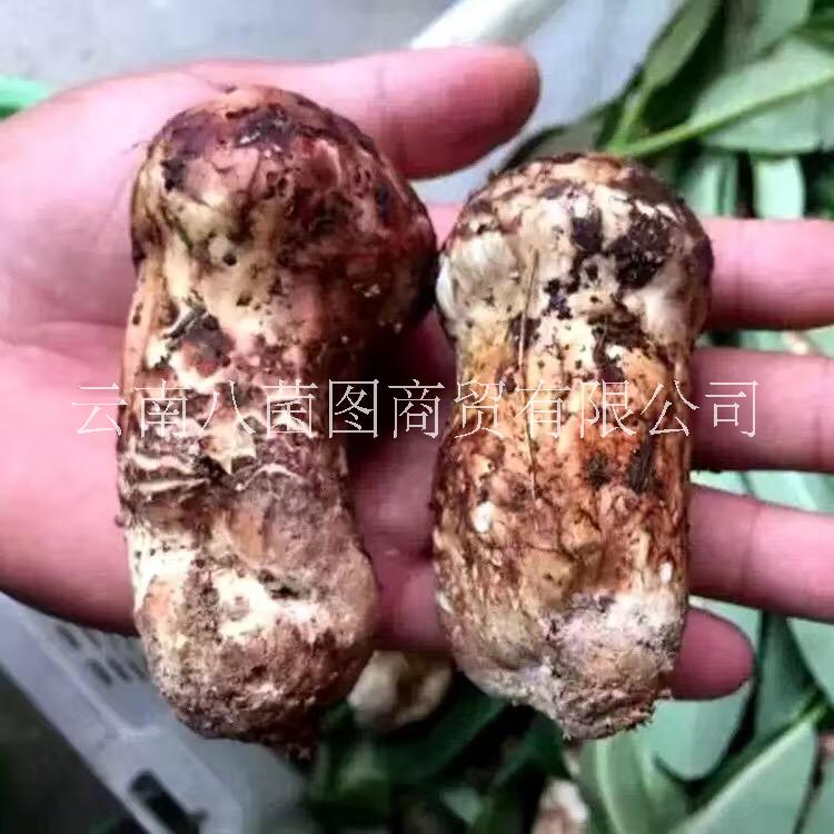 云南鮮松茸菌 鮮松茸菌批發(fā) 鮮松茸菌報價 鮮松茸菌哪里好 鮮松茸菌批發(fā)商