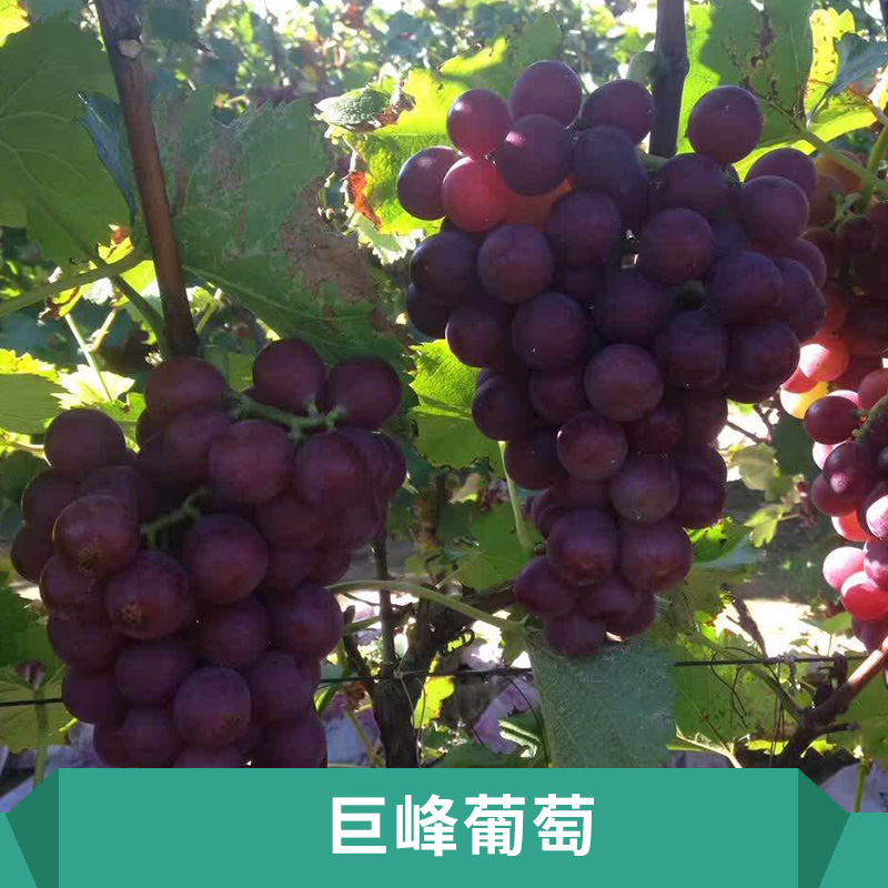 供應(yīng) 河北保定葡萄 保定葡萄出售 保定葡萄生產(chǎn) 保定葡萄直銷