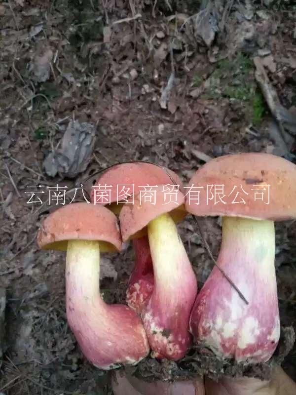 云南紅蔥菌鮮貨 紅蔥菌鮮貨批發(fā) 紅蔥菌鮮貨報價 紅蔥菌供應(yīng)商 紅蔥菌鮮菌哪里好