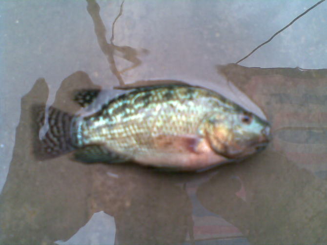 吉富羅非出售 吉富羅非報(bào)價(jià) 吉富羅非價(jià)格 吉富羅非出售電話