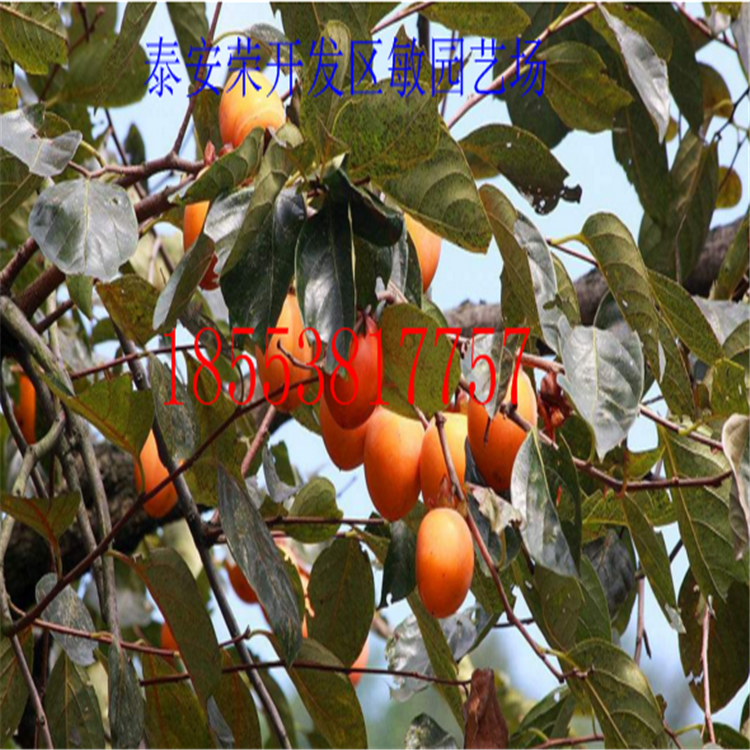 基地培育各種 青柿 鑼盤柿 牛心柿等優(yōu)質(zhì)柿子苗北方種植當(dāng)年結(jié)果