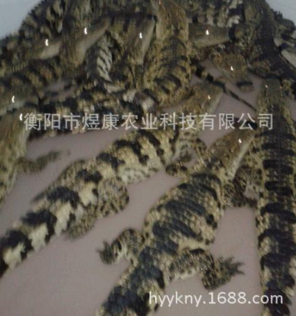 長(zhǎng)期供應(yīng)人工養(yǎng)殖活體鱷魚(yú)* 衡陽(yáng)市活體鱷魚(yú)*經(jīng)銷(xiāo)商 衡陽(yáng)市鱷魚(yú)