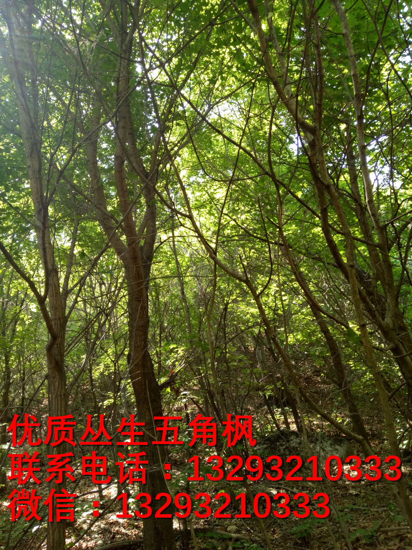 河北五角楓批發(fā) 河北五角楓訂購 河北五角楓供應(yīng)