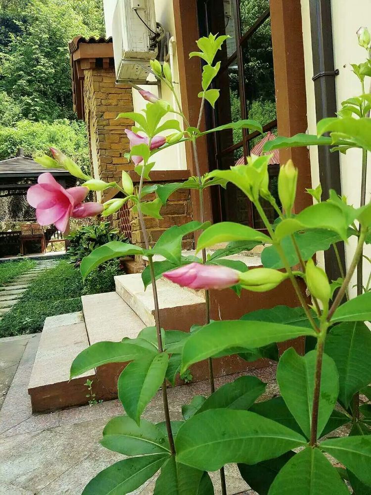 惠州溫泉?jiǎng)e墅好不好 惠州溫泉?jiǎng)e墅電話 惠州溫泉?jiǎng)e墅好玩嗎 惠州溫泉?jiǎng)e墅價(jià)格 惠州溫泉?jiǎng)e墅多少錢 惠州溫泉?jiǎng)e墅出租