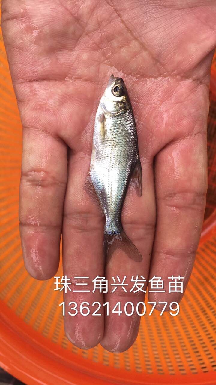 廣東佛山武昌魚苗、三角魴、沙邊魚苗、三角鳊魚、鳊魚 廣東佛山武昌魚苗批發(fā)養(yǎng)殖
