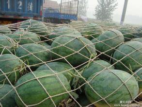 多年專業(yè)西瓜代收 多年專業(yè)西瓜代收便宜了 河南西瓜基地