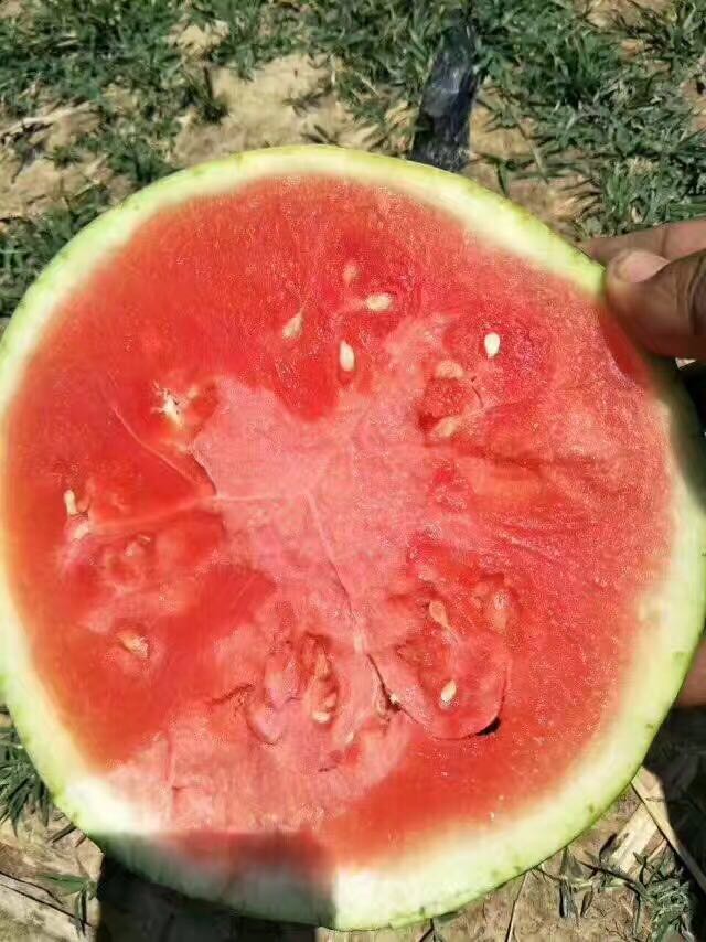 供應(yīng)花皮西瓜大量銷售 陜西大棚西瓜大量銷售