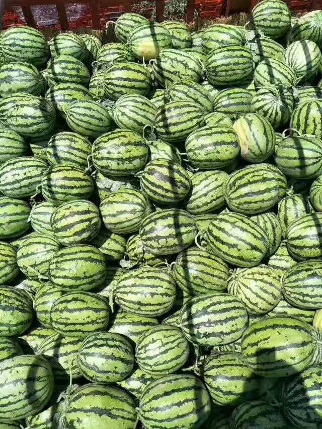 供應陜西陸地西瓜銷售價格 陜西陸地西瓜銷售價格批發(fā)