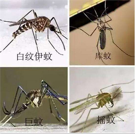 鎮(zhèn)海滅蚊蠅 鎮(zhèn)海滅蚊子 鎮(zhèn)海滅蒼蠅 鎮(zhèn)海工廠滅蚊蠅 鎮(zhèn)海公司滅蚊