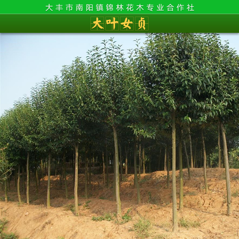 鹽城15公分大葉女貞批發(fā)|鹽城15公分大葉女貞價(jià)格|鹽城15公分大葉女貞供貨商