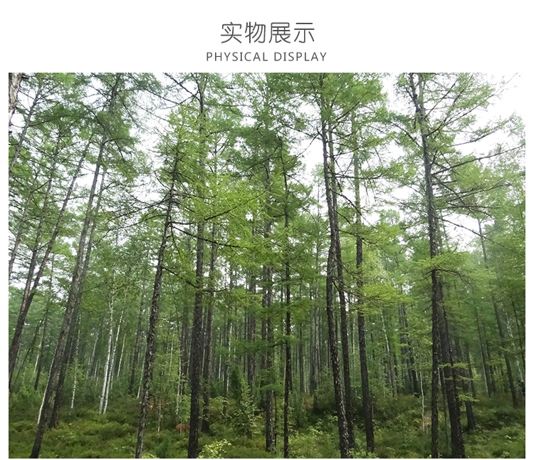 山東中山杉基地，山東中山杉種植，山東中山杉批發(fā)