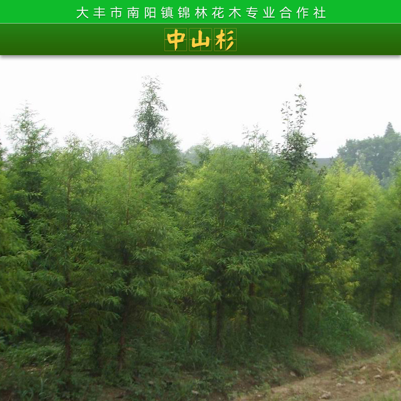 大豐農(nóng)場(chǎng)*中山杉、報(bào)價(jià)、苗木基地【鹽城市大豐區(qū)南陽鎮(zhèn)錦林花木專業(yè)合作社】