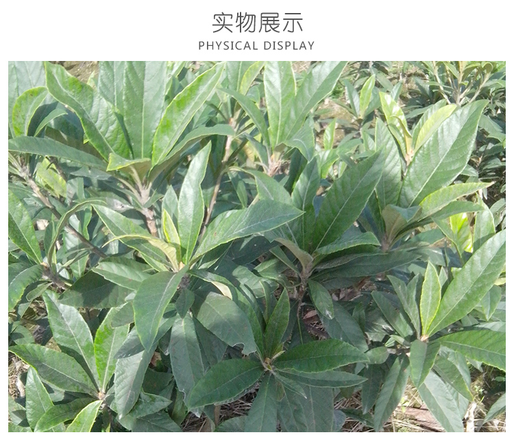 江蘇鹽城枇杷樹苗｜鹽城枇杷供貨商｜鹽城枇杷批發(fā)價格