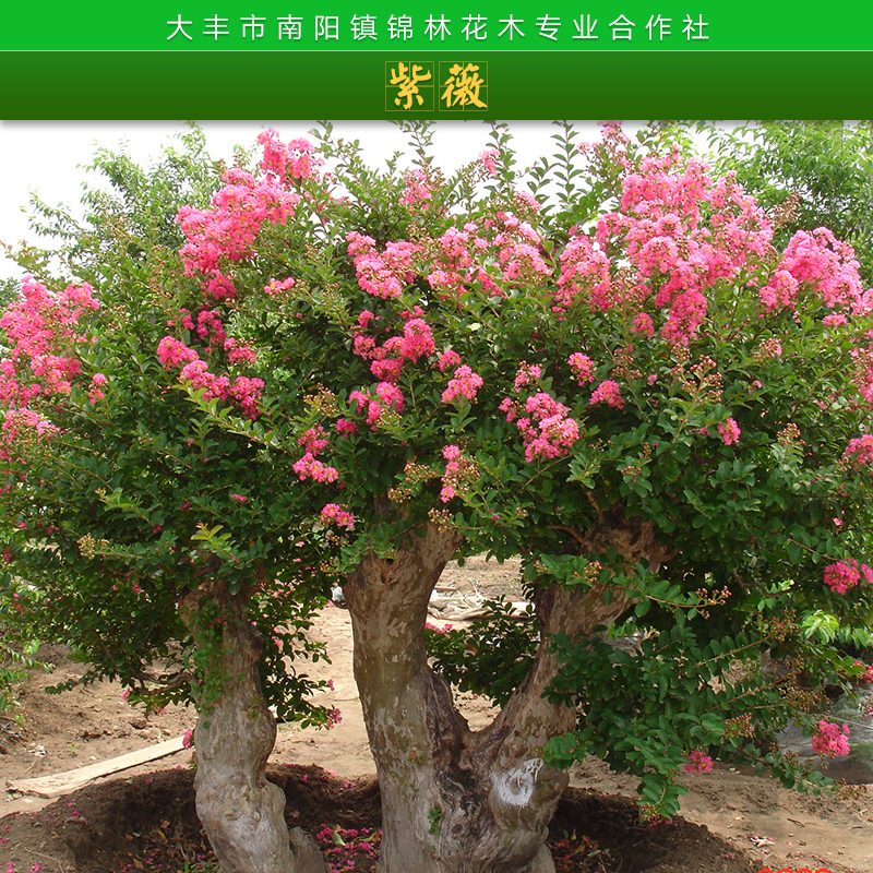 大豐錦林花木專業(yè)合作社紫薇苗木高干式紫薇/矮生紫薇樹(shù)苗批發(fā)