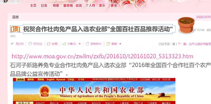 種兔合作社新疆種兔合作社純正種兔批發(fā)肉兔種兔獺兔