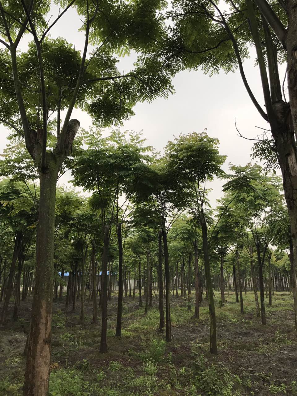 成都*欒樹 成都*欒樹8-20公分