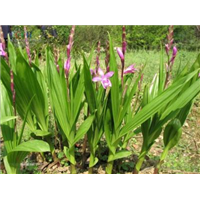 云南三叉白芨苗批發(fā) 云南三叉白芨苗供應商 三叉白芨苗批發(fā)電話