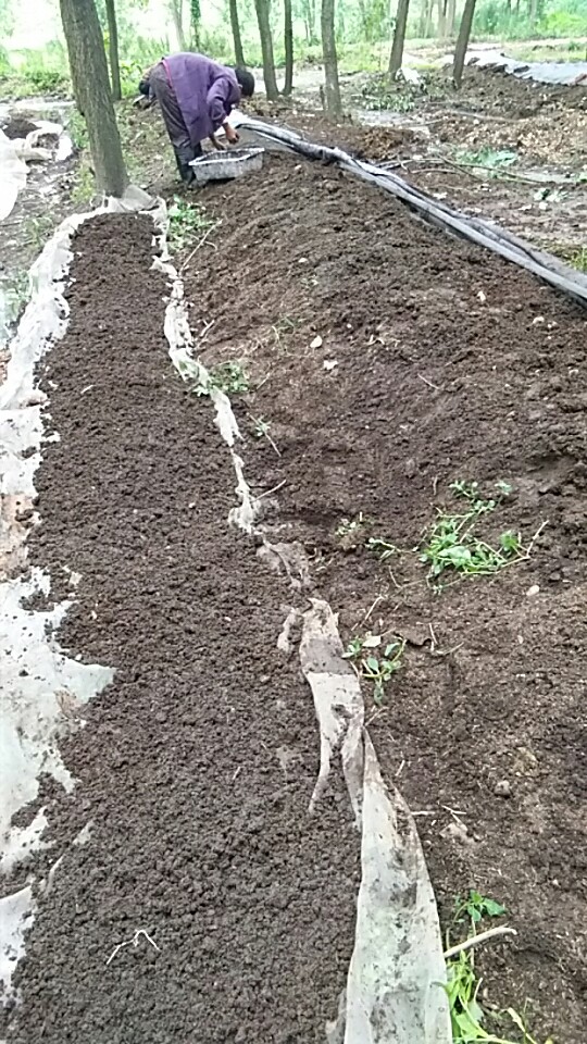 常德蚯蚓批發(fā)價格 常德蚯蚓批發(fā) 常德蚯蚓養(yǎng)殖批發(fā) 常德蚯蚓價格