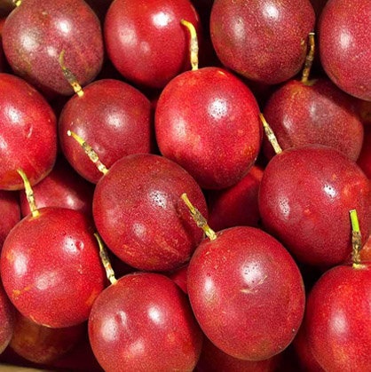 廣西百香果 越南百香果 越南進口百香果批發(fā)