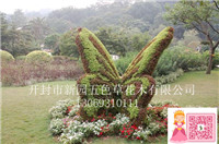 開封新園五色草花木造型  *開屏造型 *立體造型 開封新園五色草*開屏立體造型