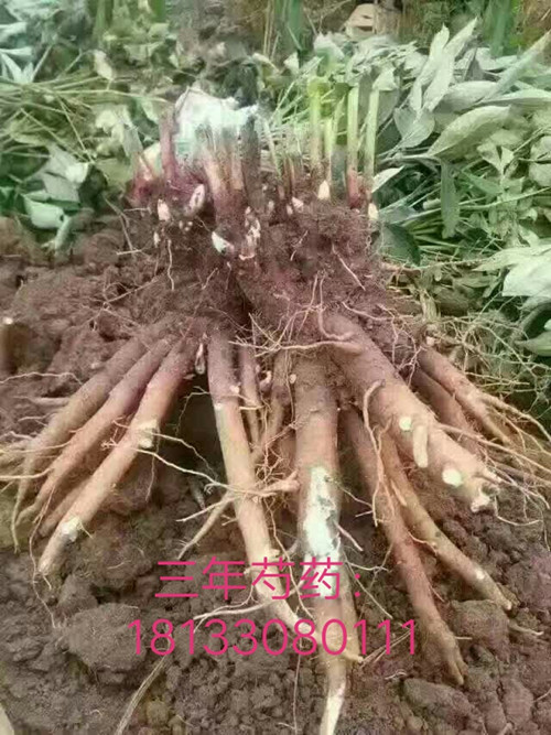 赤芍種子價(jià)格，供應(yīng)安徽赤芍種子價(jià)格