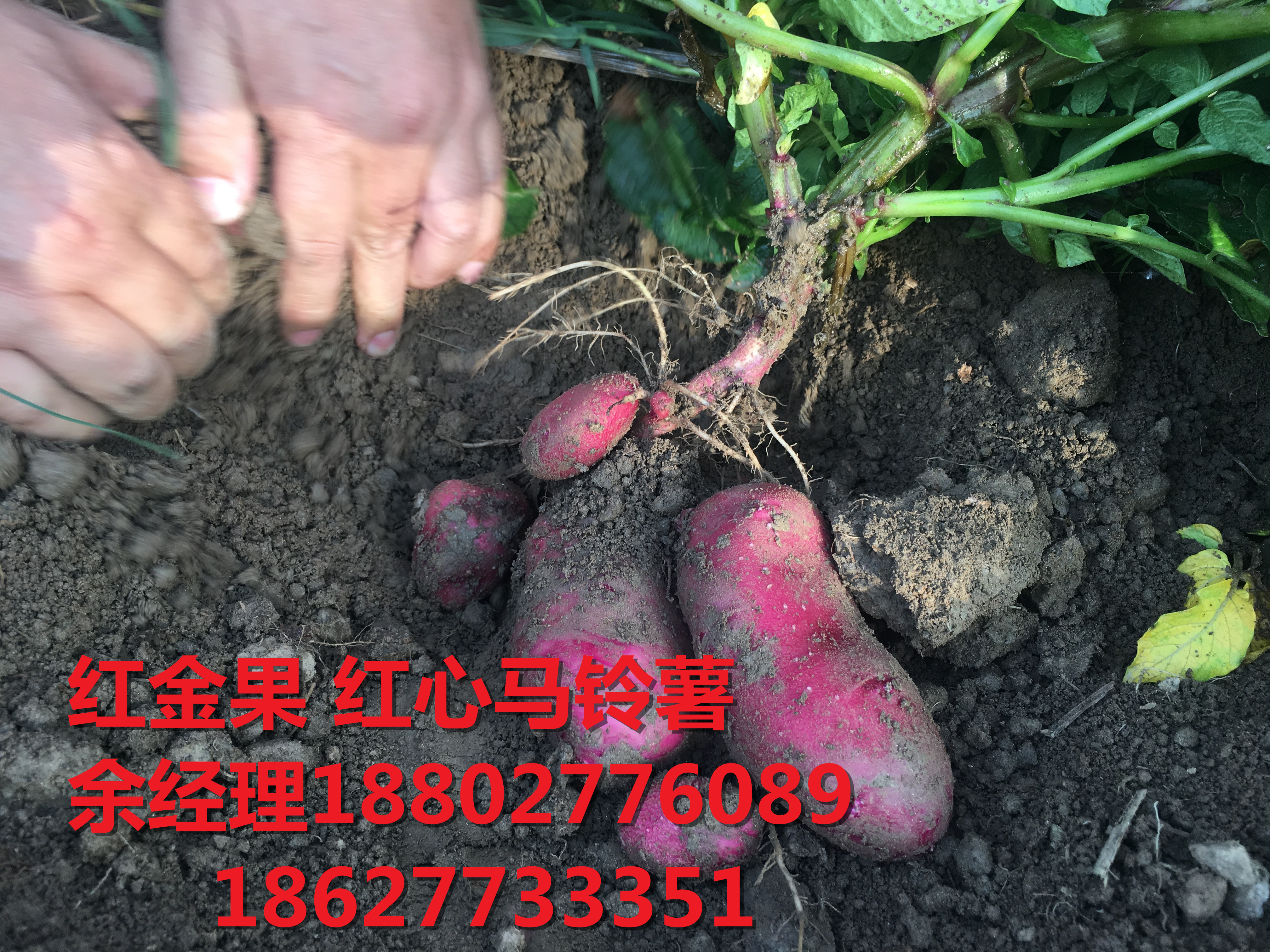 紅心土豆主糧化 紅心馬鈴薯贏得國內(nèi)外食品市場