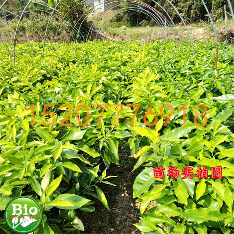 柳州三紅蜜柚樹(shù)苗價(jià)格@柳州三紅蜜柚樹(shù)苗報(bào)價(jià)@柳州三紅蜜柚樹(shù)苗批發(fā)