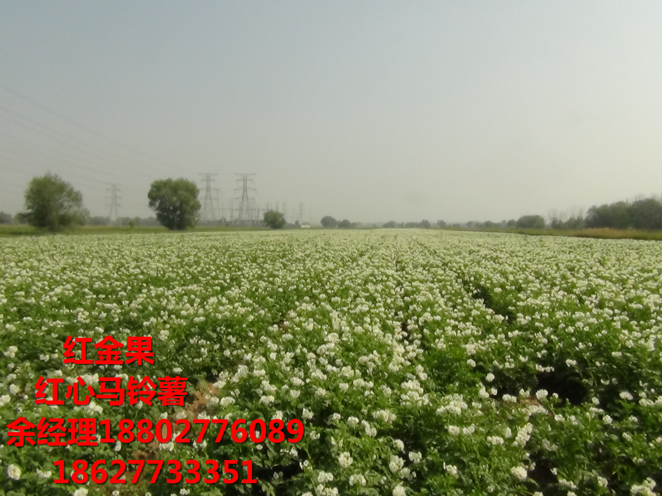 紅心馬鈴薯是紅心土豆嗎？