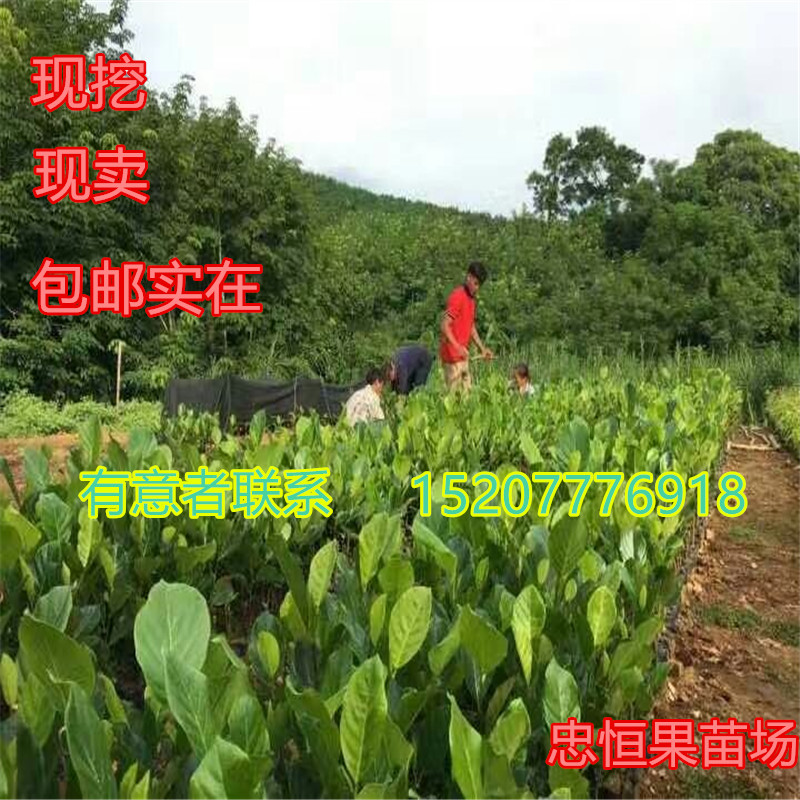 臺(tái)灣菠蘿蜜樹苗價(jià)格  臺(tái)灣菠蘿蜜樹苗報(bào)價(jià) 品種優(yōu)良