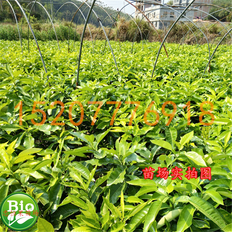 三紅蜜柚樹苗價(jià)格  三紅蜜柚樹苗報(bào)價(jià) 品質(zhì)優(yōu)良