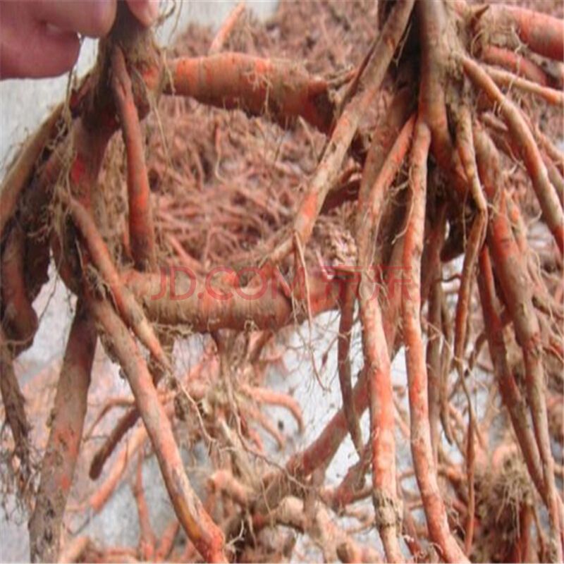 李先付藥材種植專業(yè)合作社航天丹參種子，亳州丹參種子價(jià)格