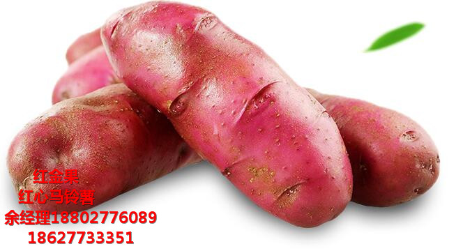 怎么種植紅心土豆 余經(jīng)理 18802776089