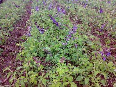 李先付藥材種植專業(yè)合作社航天丹參種子，亳州丹參種子價(jià)格