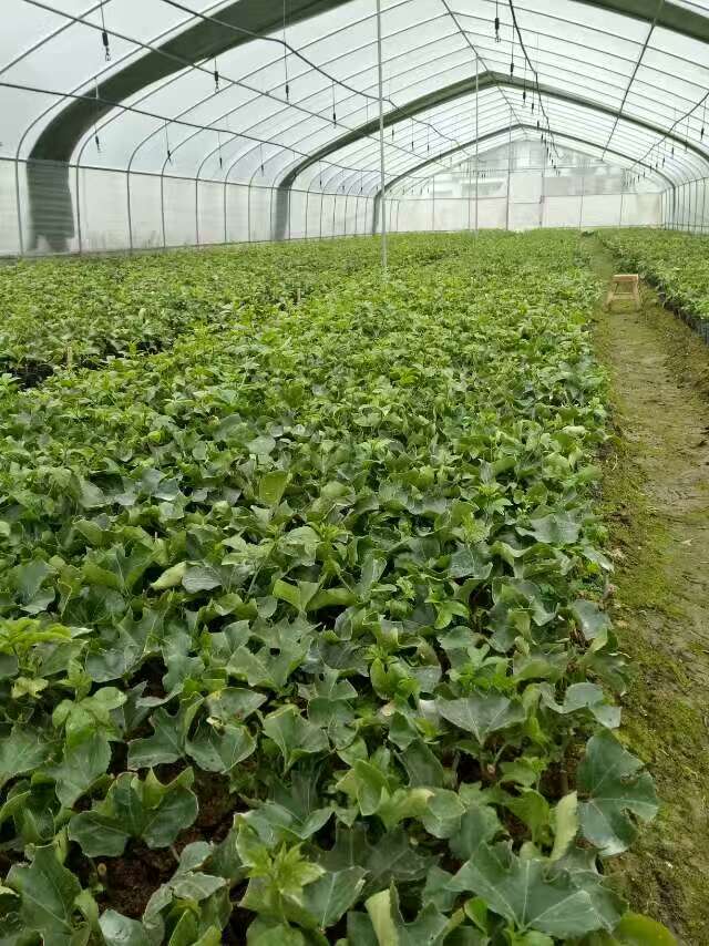 廣西黃金百香果苗基地，廣西黃金百香果苗批發(fā)，廣西黃金百香果苗價格