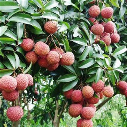 供應(yīng)無(wú)核荔枝苗、無(wú)核荔枝苗價(jià)格、無(wú)核荔枝苗批發(fā)