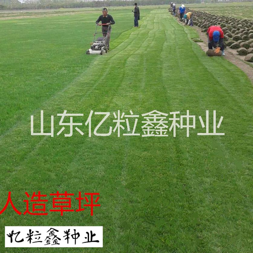 江蘇省蘇州市四季開(kāi)花的護(hù)坡草種