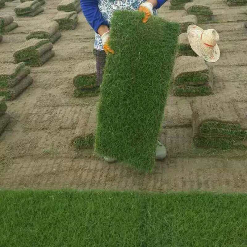 江蘇百慕大草坪報價@南京百慕大草坪價格@江都百慕大草坪批發(fā)