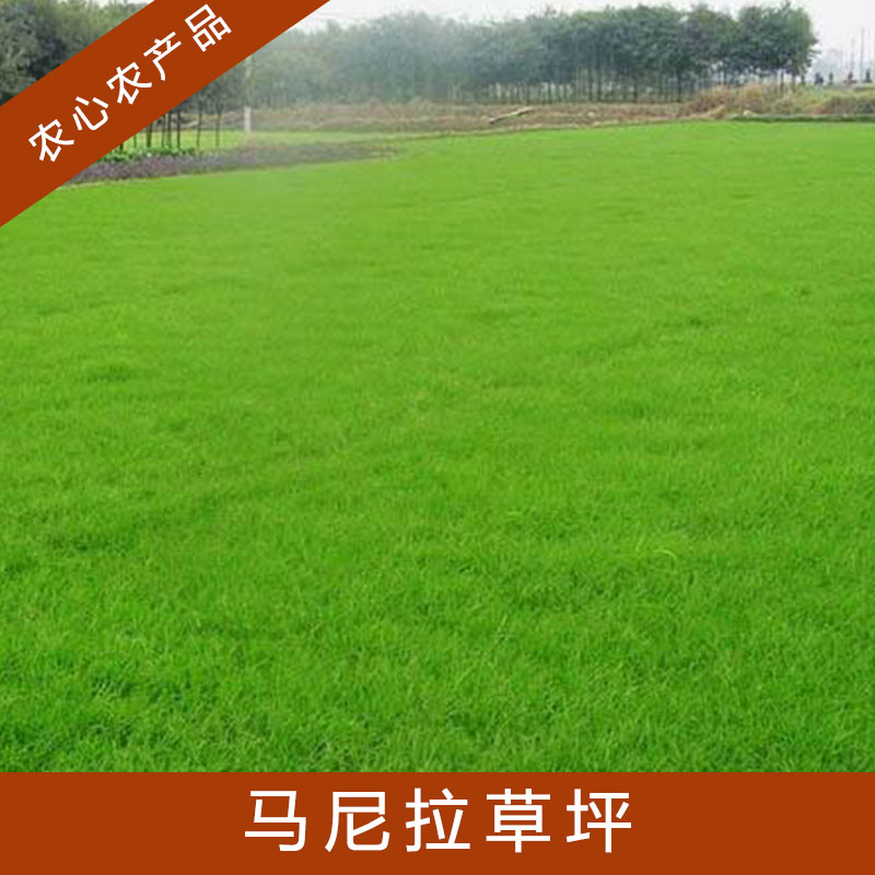 山東馬尼拉草坪批發(fā)價(jià)格|山東馬尼拉草坪多少錢|山東馬尼拉草坪