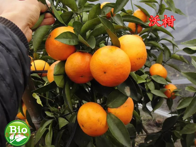 沃柑樹(shù)苗價(jià)格 柑橘樹(shù)苗價(jià)格 沃柑樹(shù)苗價(jià)格 柑橘樹(shù)苗報(bào)價(jià) 品種優(yōu)良