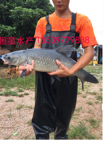 苗 黑鯇 魚苗 水產(chǎn)品批發(fā)  水產(chǎn)品供應(yīng)商  水產(chǎn)品廠家