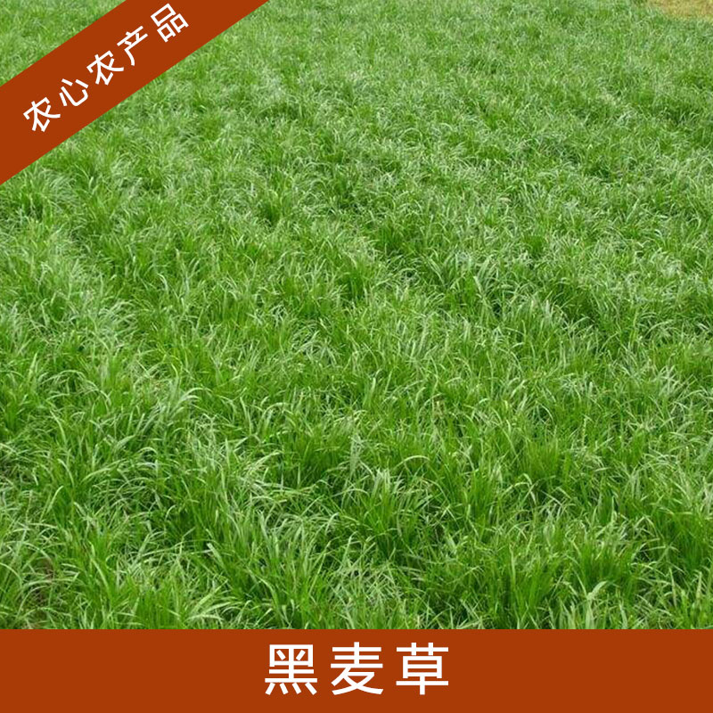 安徽黑麥草批發(fā)基地@安徽黑麥草批發(fā)@安徽黑麥草供應(yīng)商