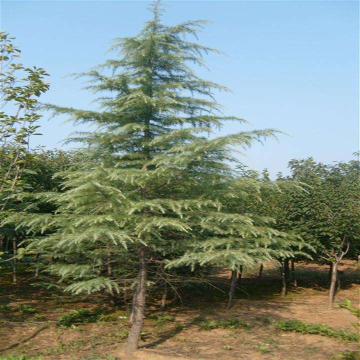 雪松  香柏  種苗批發(fā)