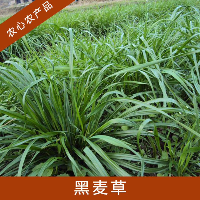 安徽黑麥草批發(fā)基地@安徽黑麥草批發(fā)@安徽黑麥草供應(yīng)商