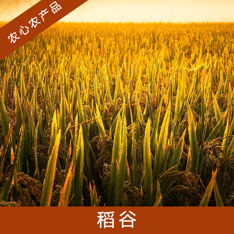壽縣農(nóng)心農(nóng)產(chǎn)品貿(mào)易稻谷高產(chǎn)水稻種子栽培稻秈稻谷/粳稻谷/糯稻谷
