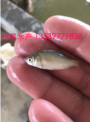 鯽魚苗 水產(chǎn)品供應(yīng)商 水產(chǎn)品廠家 水廠品批發(fā)