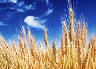 四川益乘豐達(dá)飼料公司現(xiàn)款大量求購 飼料公司求購飼料用玉米小麥高粱