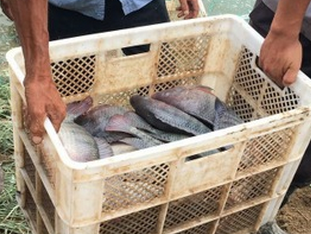 全雄性羅非 奧尼羅非魚 新吉富羅 魚苗供應商 魚苗批發(fā) 魚苗廠家