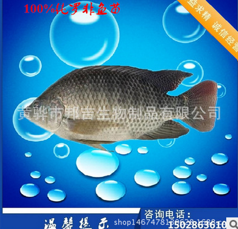 高雄性魚苗品種 魚苗供應(yīng)商 魚苗廠家魚苗批發(fā)