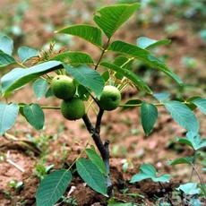 山西薄皮核桃種植技術(shù)|山西核桃種植技術(shù)|山西薄皮核桃種植技術(shù)