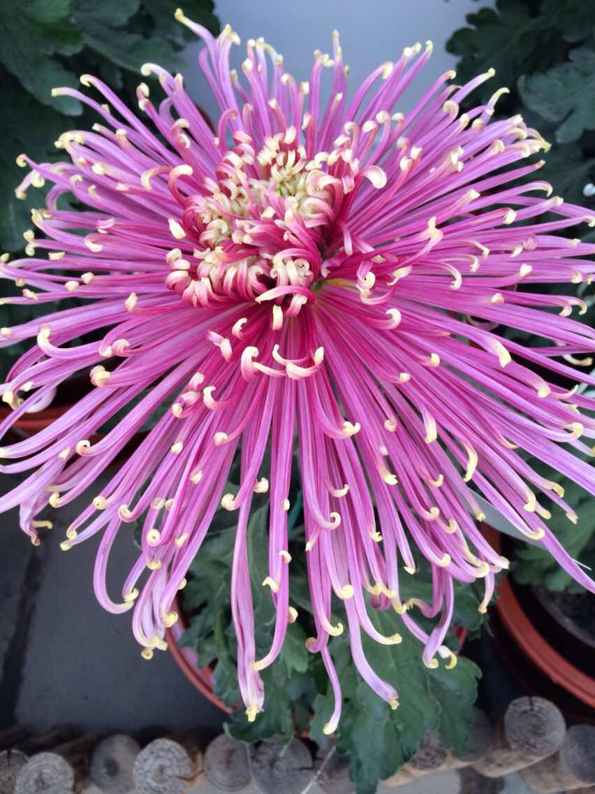 紅、黃、白、綠、橙、紫各種乒乓菊苗供應(yīng) 菊花種苗、乒乓菊生產(chǎn)基地